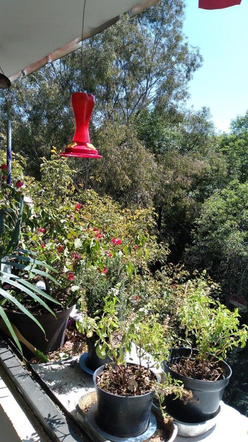 Charming Sunny Bedroom Overlooking Beautiful Amsterdam Avenue In Best Condesa Area Μεξικό Εξωτερικό φωτογραφία